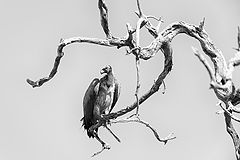 photo "Gyps africanus"