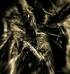photo "Krivitskiy"
