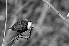 photo "Cinclus cinclus"