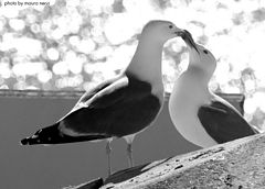 photo "....."
