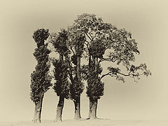 photo "***"
