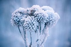 фото "_фейерверк в -30"