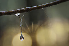 фото "...последняя капля зимы..."