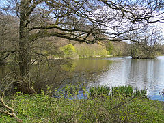 photo "Spring time"