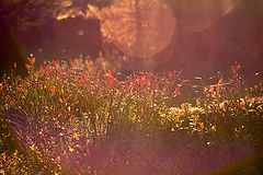 photo "***"