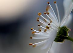 photo "***"