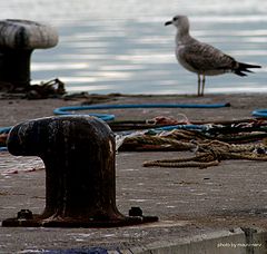 photo "citizen of the port"