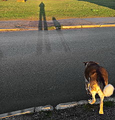 photo "Time of long shadows"
