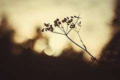 photo "***"