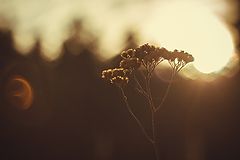 photo "***"