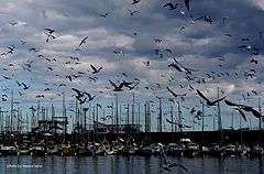 фото "seagulls"