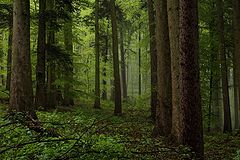 photo "mountain forest"