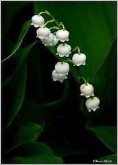 photo "***"