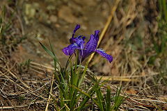 photo "***"