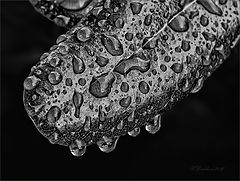 фото "Life"