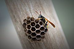 photo "Life on the shovel"