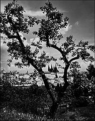 фото "Пражский Град и дерево"