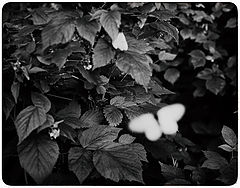 photo "***"