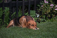 photo "***"