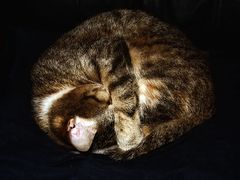 фото "Когда у кошки мерзнет нос"