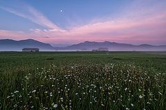photo "Kochel Moos"