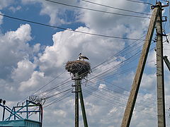 фото "про жизнь"