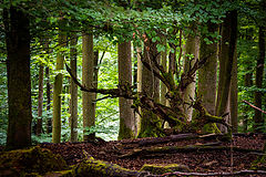 photo "Near Feldkirchen-Whm"