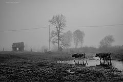 photo "***"