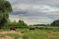 фото "Низовье Дона."