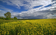 фото "Сурепка"