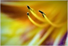 photo "***"