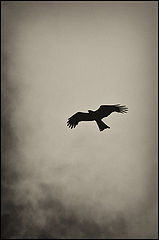 photo "***"