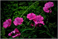 photo "***"