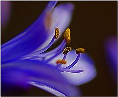 фото "Nile Lily"