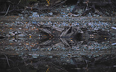 photo "Reflective"