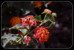 photo "***"