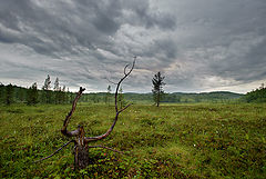 фото "Перед грозой."