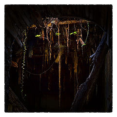 photo "***"