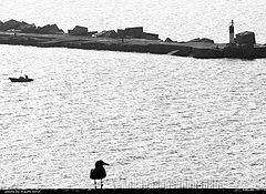 photo "seagull and sea"