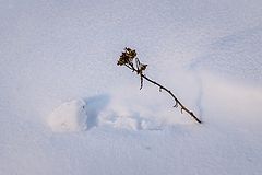 photo "***"