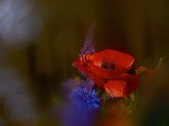 photo "***"