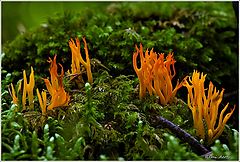 фото "red coral fungus"