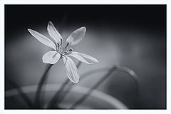 photo "***"