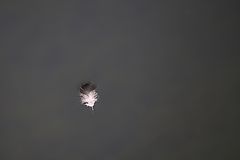 photo "***"