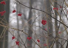 photo "***"