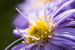 фото "Das Herbstbluemchen"