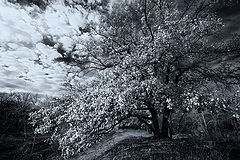 photo "***"