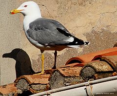 фото "seagull"