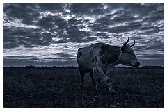 photo "***"