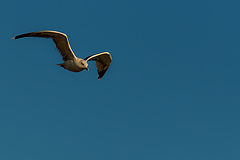 photo "***"
